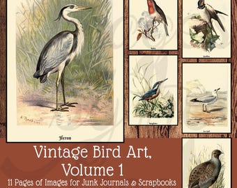Op de afbeelding: Een verzameling van zes vogelillustraties in vintage-stijl met een reiger, roodborstje, zwaluw, ijsvogel, meeuw en patrijs op een achtergrond met houttextuur en de tekst Vintage Bird Art, Volume 1.
