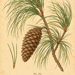 Pode incluir: Uma ilustração botânica de um ramo de pinheiro com uma pinha castanha grande e agulhas verdes compridas. O texto diz PL. III, Pinus palustris, Longleaf Pine, ALABAMA. O fundo é um papel de cor creme envelhecido e texturado.