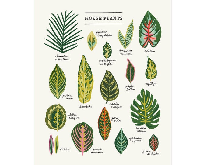 Houseplants Foliage Art Print Illustrated Botanical Leaves