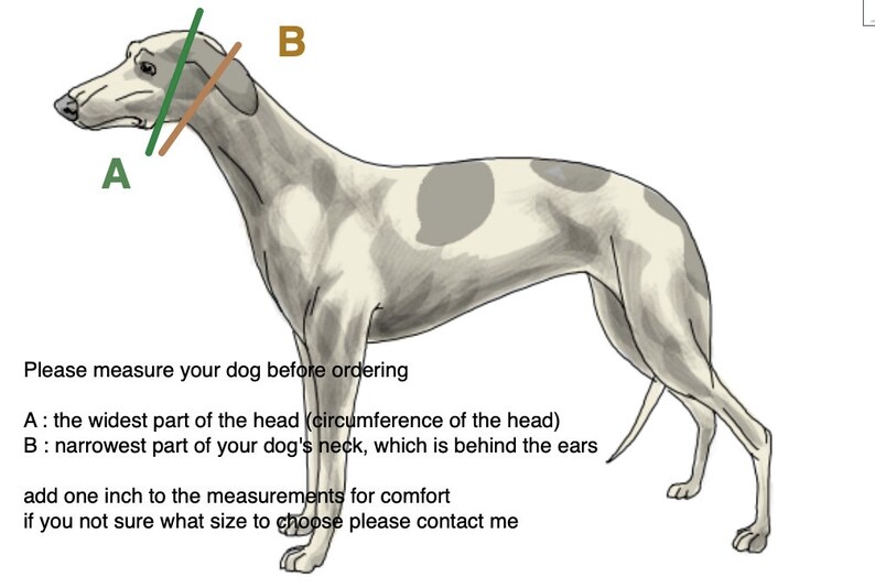 Italian Greyhound Collar & Lead Whippet Dog Collar Puppy Etsy