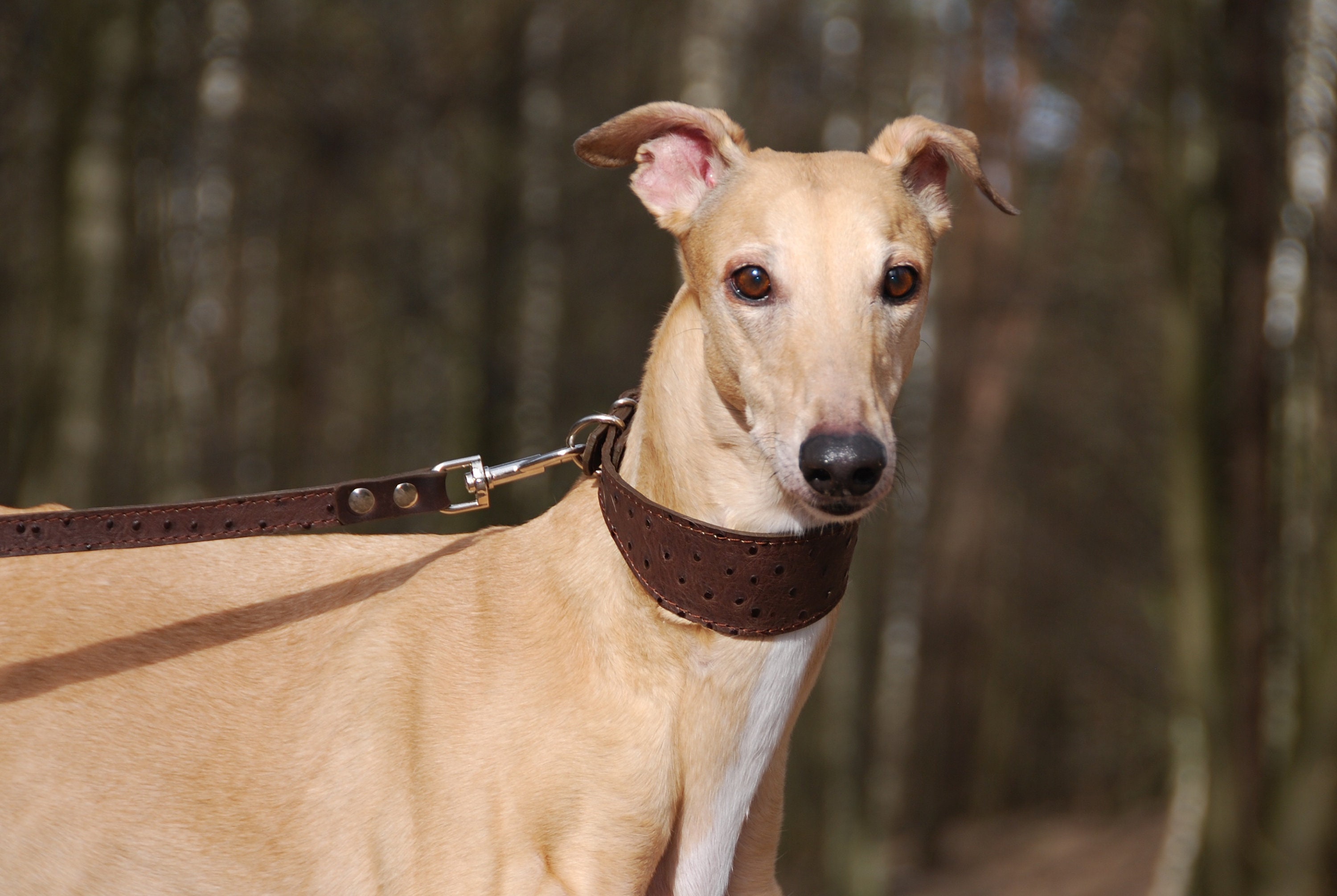 leather greyhound collars and leads