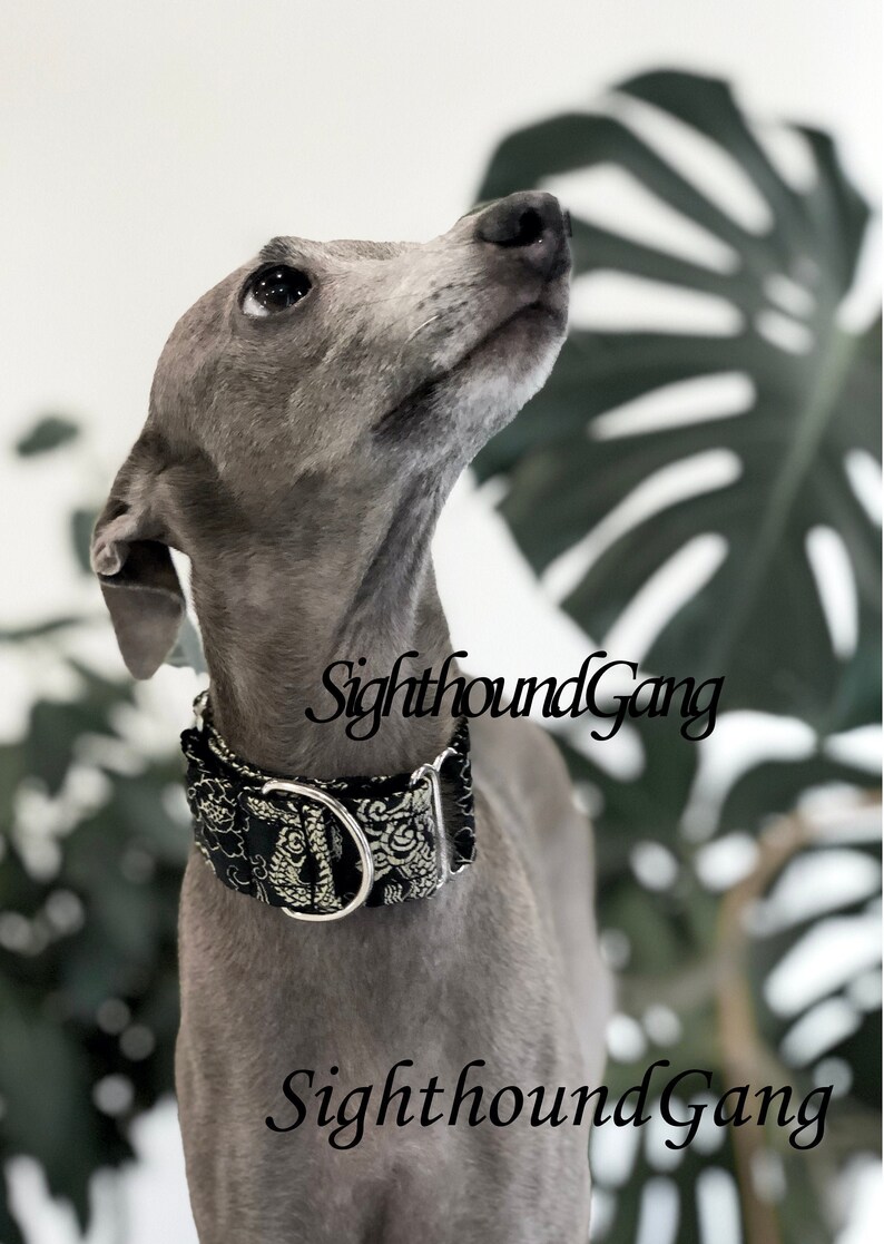 Satin lined martingale collar for Italian Greyhound with Etsy