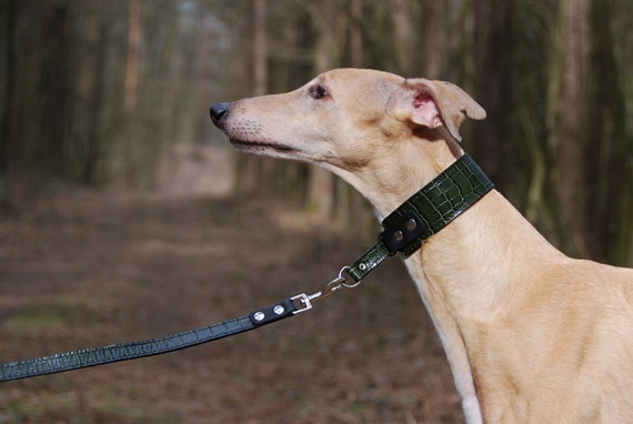 italian greyhound leather collar