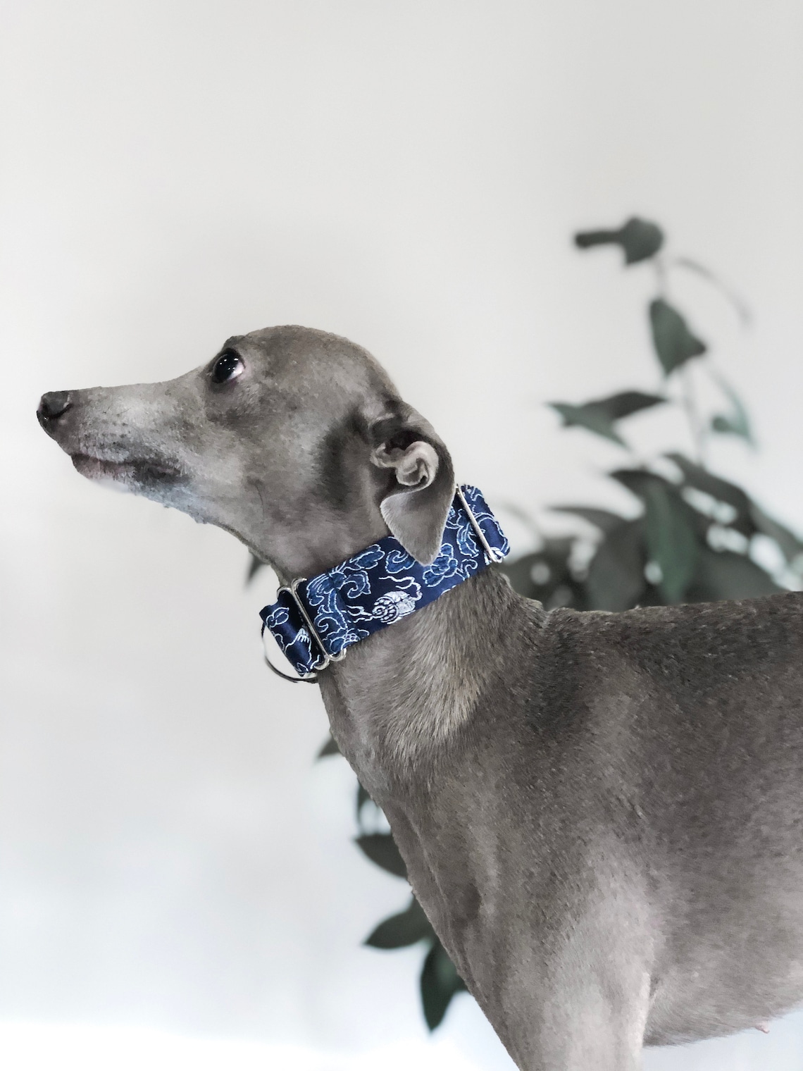 Satin lined martingale collar for Italian Greyhound with Etsy