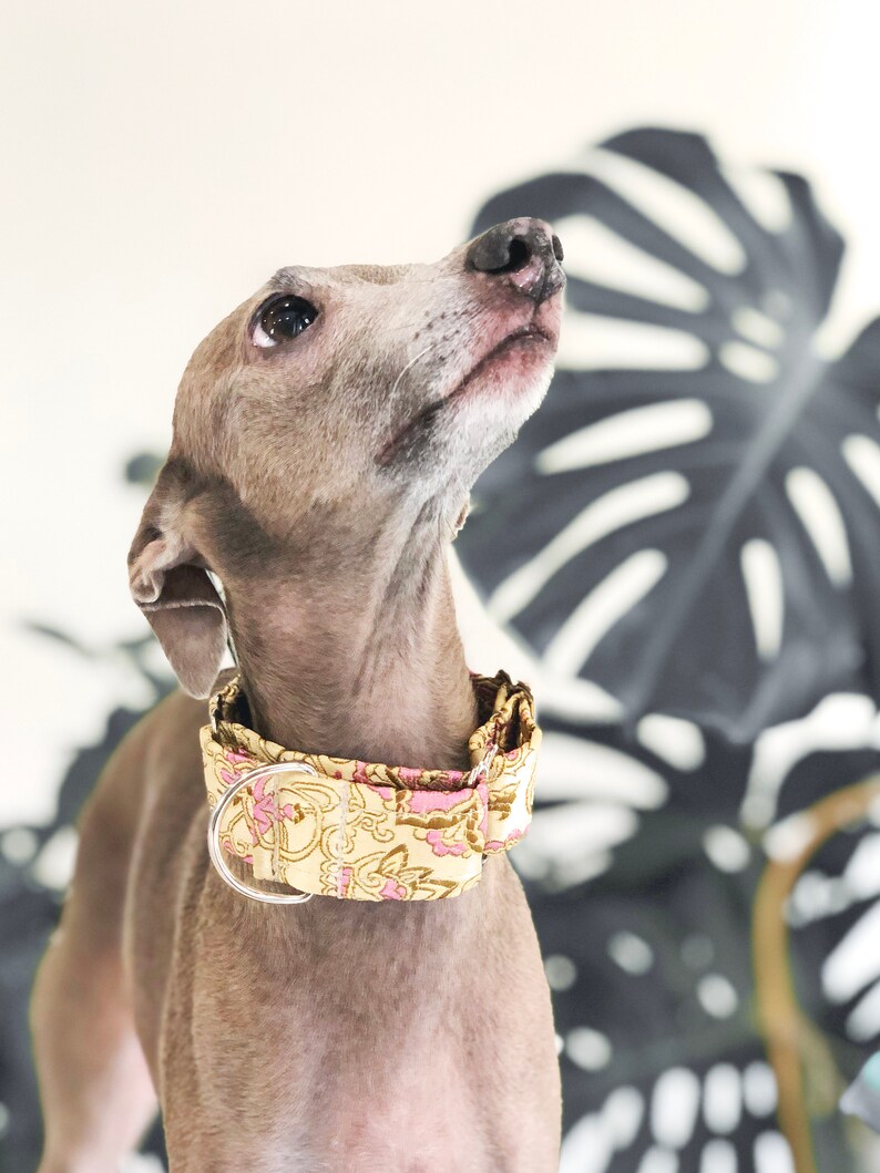 Satin Lined Martingale Collar for Italian Greyhound With Etsy