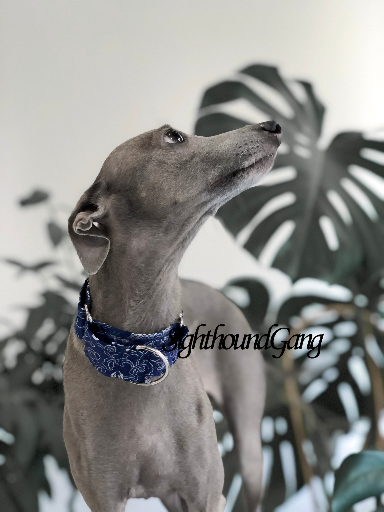 Satin lined martingale collar for Italian Greyhound with Etsy