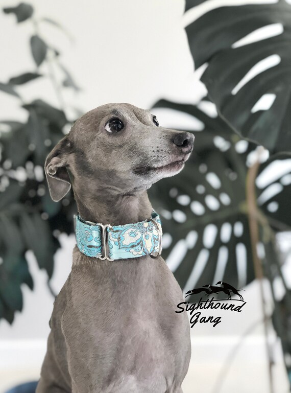 greyhound martingale