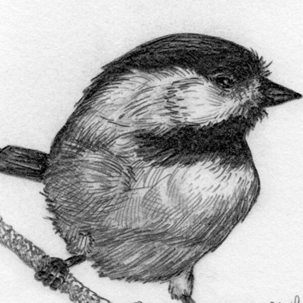 SALE - Nature Art - Bird Art - Original Pencil Drawing - Chickadee - Made in Michigan - Signed Original Art - Black Frame