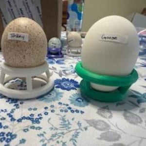 6 Hatching Rings (Large) to hold eggs during incubation