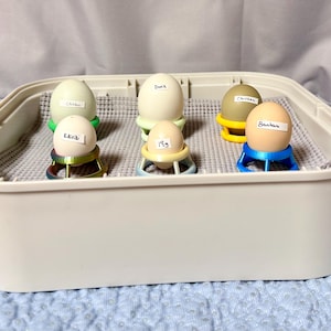 1 DOZEN Hatching Rings (medium) to hold eggs during incubation