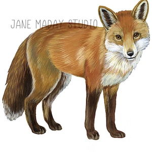 Gorgeous Fox Waterproof Vinyl Die-cut sticker