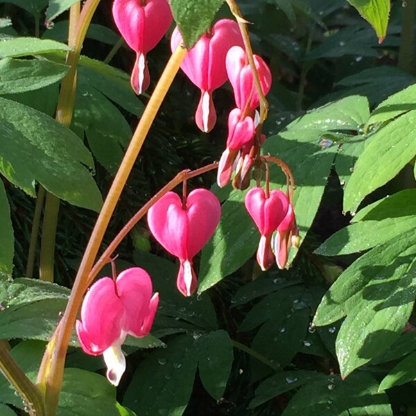 DENA'S Reserved listing