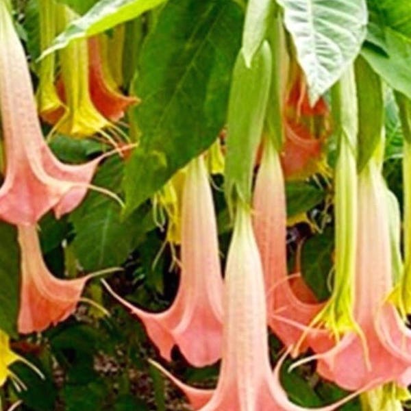 Sarah's Reserved Listing