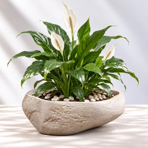 Rustic Oval Ceramic Planter, Textured Succulent Flower Pot