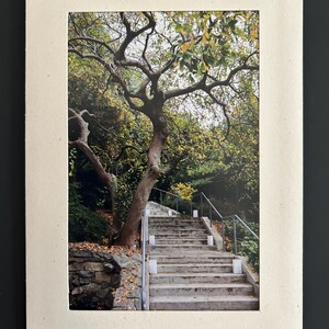 May include: A rectangular print featuring a photograph of a stone staircase ascending through a garden. A large, gnarled tree with autumn leaves stands to the left of the stairs, which are lined with metal railings and small white lanterns.