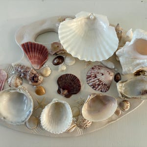 Seashell Paint Palette