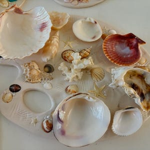 Seashell Paint Palette