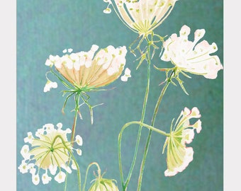 Art Print:  Queen Anne's Lace on Teal