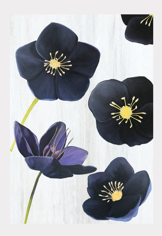 Large Art Print Black Hellebore on Snow Etsy