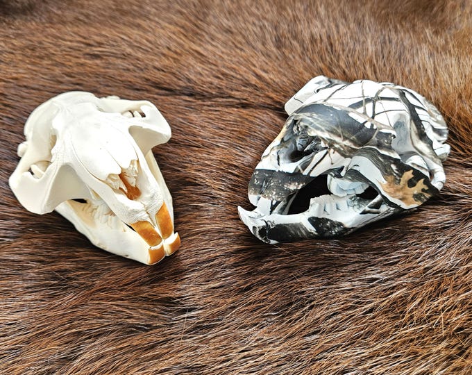 Featured listing image: Authentic Beaver Skull | Hydro dipped | Natural