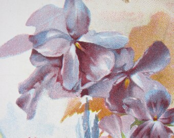 Antique Pittsfield Mass Souvenir Postcard, Purple Violets, 1909