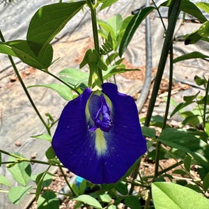 Blauwe vlindererwtenbloemzaden