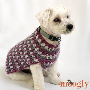 May include: A small white dog wearing a crocheted dog sweater in shades of purple, gray, and white. The sweater has a square stitch pattern.