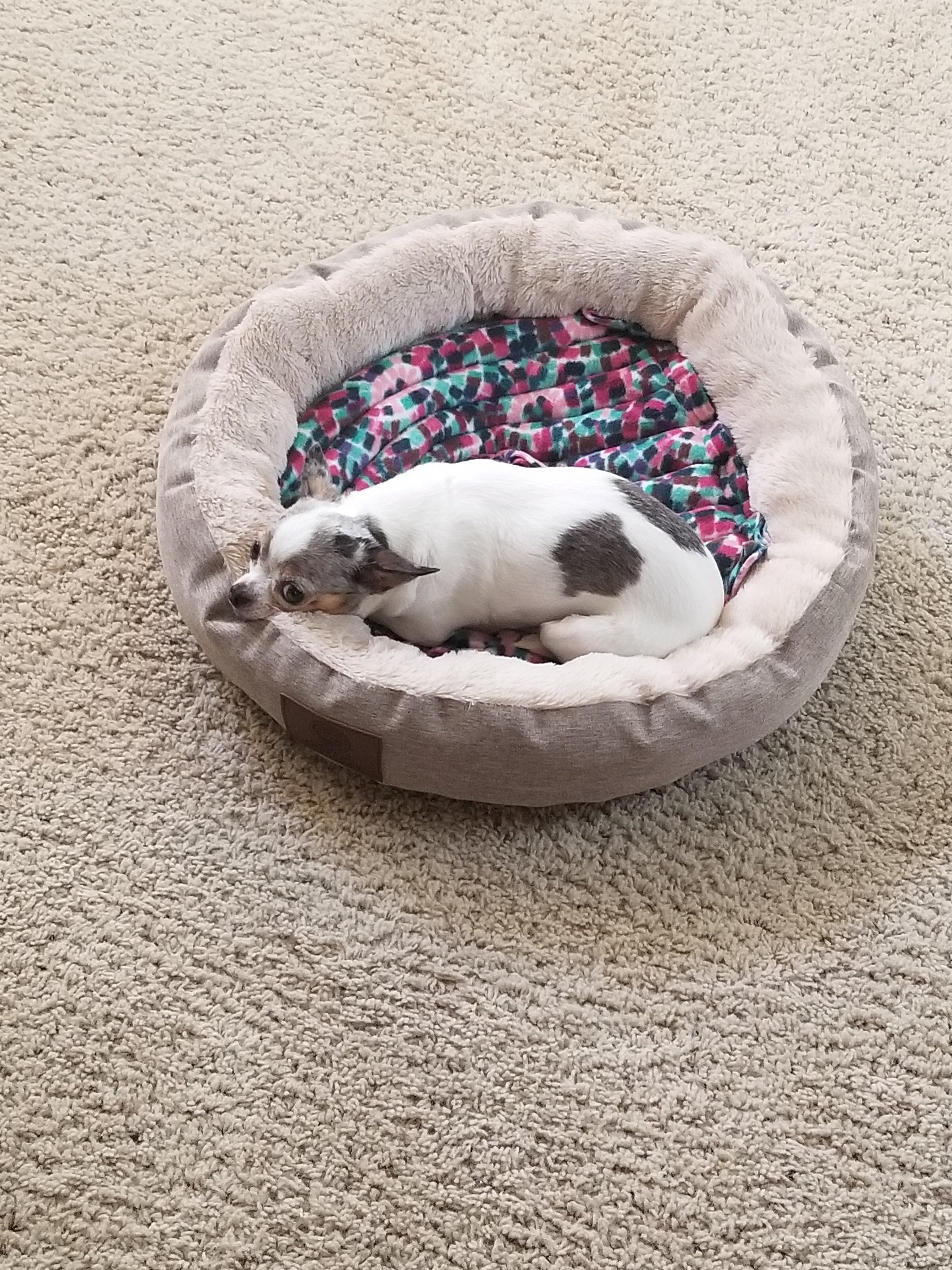 Warm Dog Bed Mat, Warming Dog Bed, Pet Heated Bed, Warming Dog Cat