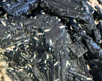 May include: A collection of small, pale, elongated insects crawling across a cluster of dark, textured charcoal pieces. The insects are white and translucent, contrasting sharply against the jagged, black, carbonized wood surfaces.