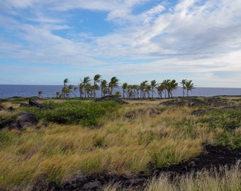 Photograph of Palms Trees near Chain of Craters Road at Volcanoes National Park, Big Island of Hawai‘i - Color