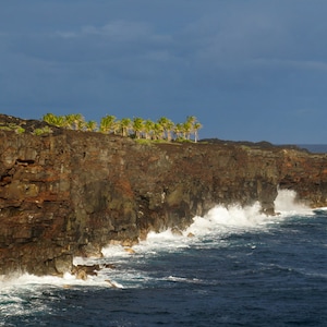 Photograph of Palms Trees near Chain of Craters Road at Volcanoes National Park, Big Island of Hawai‘i 2 - Color