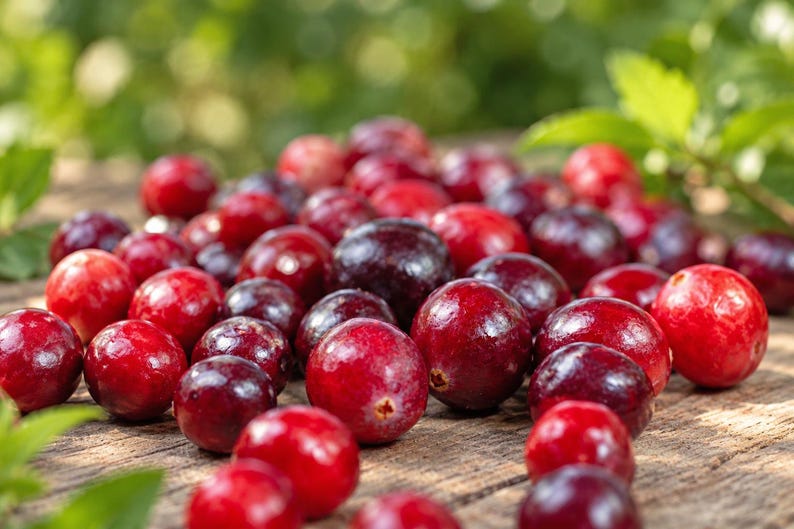100 American Cranberry Seeds, Vaccinium Macrocarpon - Etsy