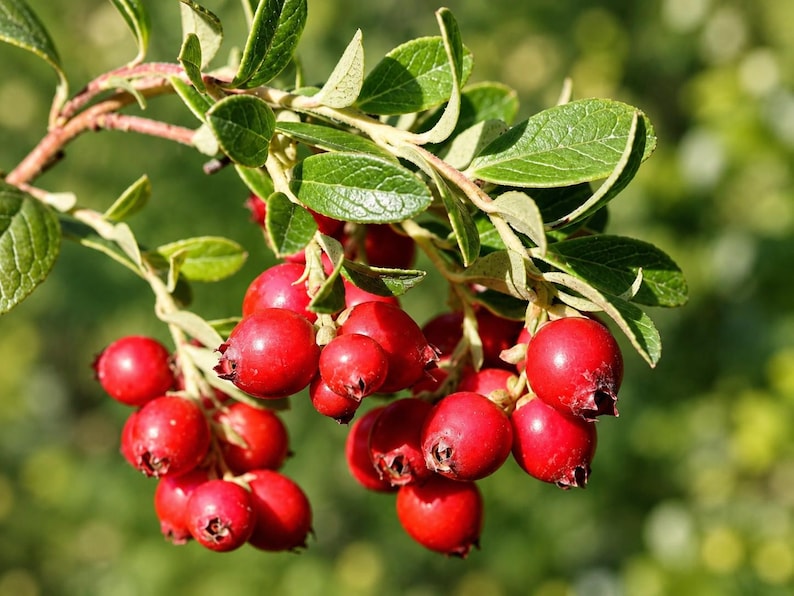 100 American Cranberry Seeds, Vaccinium Macrocarpon - Etsy