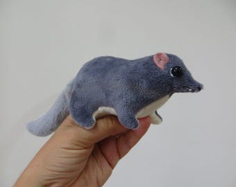 Tree shrew - tupaya
