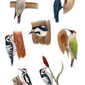 Imprimable Fussy Cut Birds Set 2 - Ensemble d’oiseaux illustrés d’art pour le scrapbooking, les collages et les projets d’artisanat, téléchargement numérique, ensemble d’oiseaux