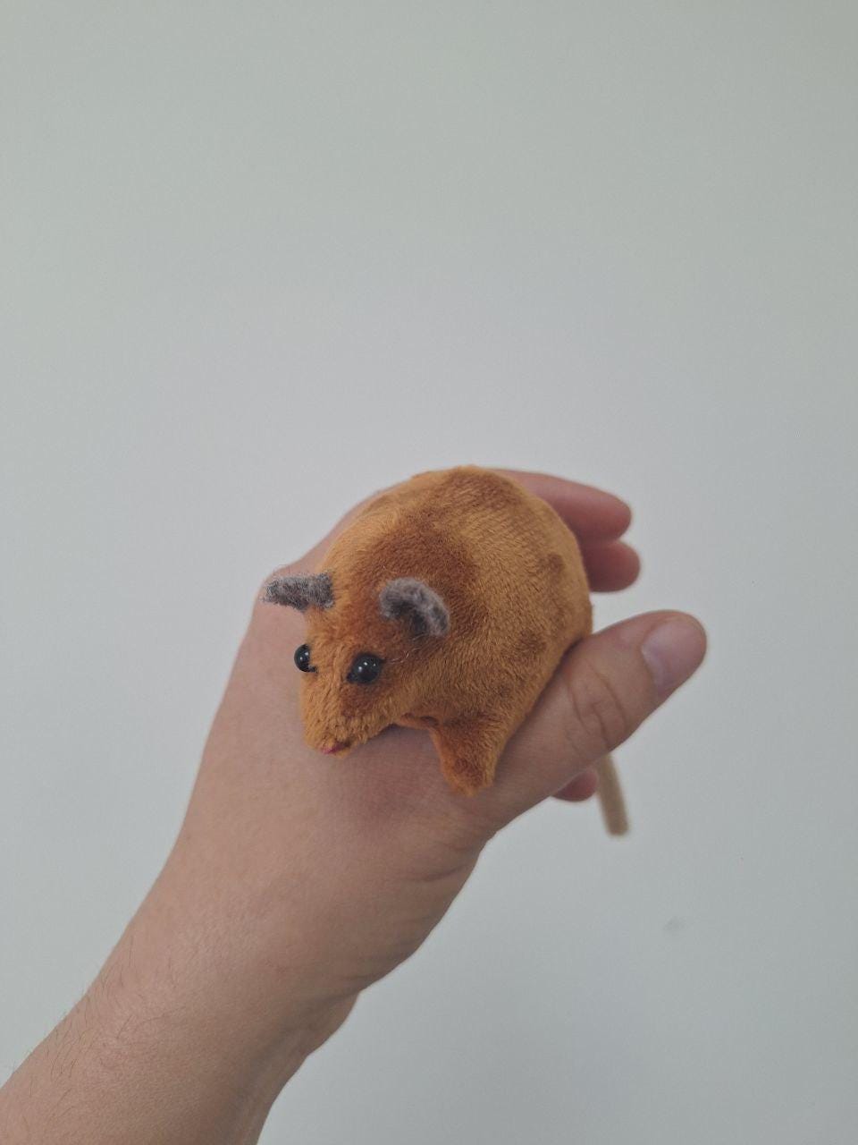 Honney possum