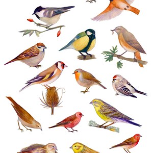 Imprimable Fussy Cut Birds Set 1 - Ensemble d’oiseaux illustrés d’art pour le scrapbooking, les collages et les projets d’artisanat, téléchargement numérique, ensemble d’oiseaux