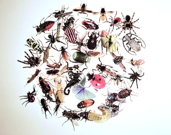 50 pcs Insects Bugs Stickers. Art project. DIY project. Very Realistic.
