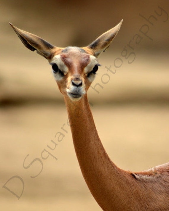Baby Gazelle San Diego Zoo African Wildlife Etsy