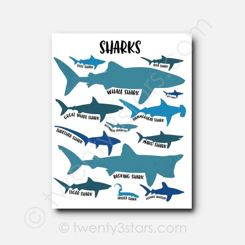 Shark Types Art Print: Customizable Colors, Kids Ocean Room Decor image 1