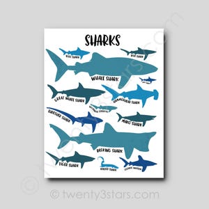 Sharks Poster, Kinds of Sharks Art, Shark Wall Art, Shark Gift, Shark Types Art, Shark Poster, Shark Lover Gift, Shark Room Poster Art