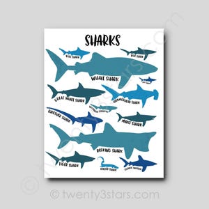 The image is a poster or illustration featuring various types of sharks, including bull sharks, blue sharks, whale sharks, great white sharks, hammerhead sharks, mako sharks, daskings sharks, tiger sharks, and ocean whites.