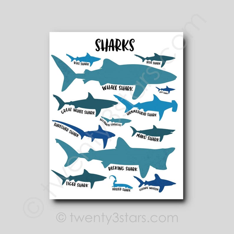 The image is a poster or illustration featuring various types of sharks, including bull sharks, blue sharks, whale sharks, great white sharks, hammerhead sharks, mako sharks, daskings sharks, tiger sharks, and ocean whites.
