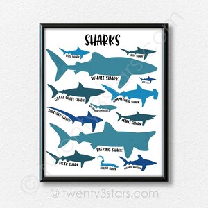 The image is a framed poster that provides a visual guide to various types of sharks, including bull sharks, blue sharks, whale sharks, great white sharks, hammerhead sharks, and mako sharks.