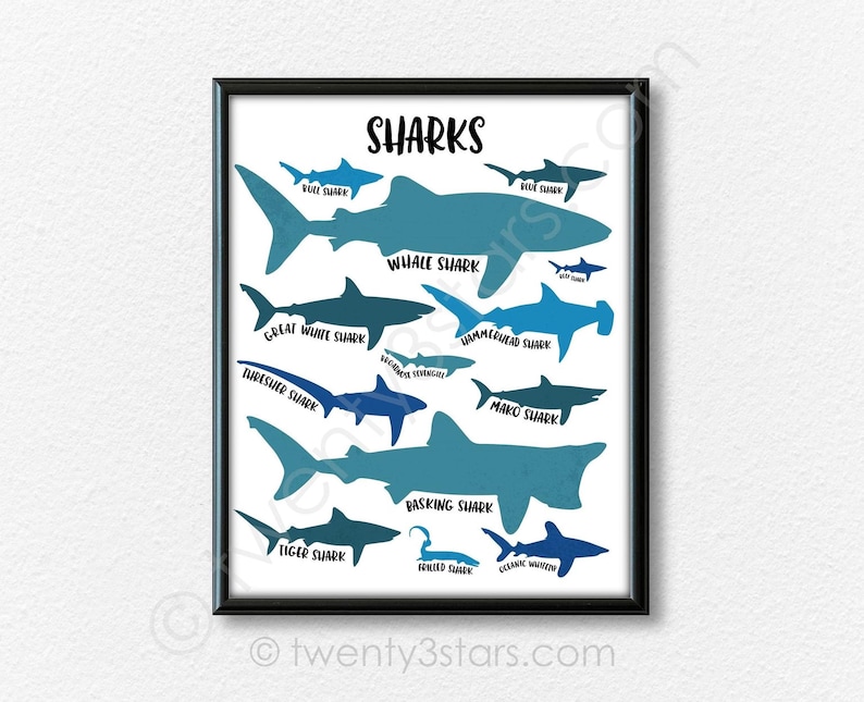 The image is a framed poster that provides a visual guide to various types of sharks, including bull sharks, blue sharks, whale sharks, great white sharks, hammerhead sharks, and mako sharks.