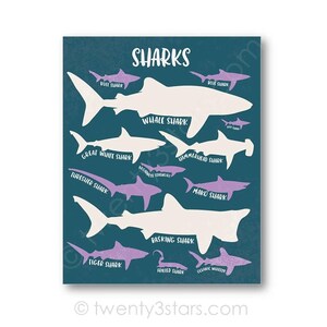 The image is a poster or illustration featuring various types of sharks, including bull sharks, blue sharks, and hammerhead sharks, along with their names.