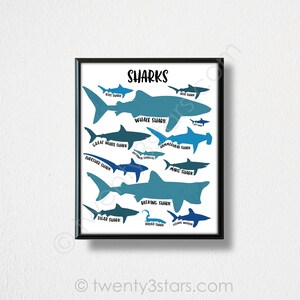 The image is a framed poster or print that features various types of sharks, including great white sharks, blue sharks, whale sharks, hammerhead sharks, and tiger sharks, along with their names.