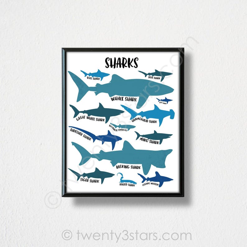 The image is a framed poster or print that features various types of sharks, including great white sharks, blue sharks, whale sharks, hammerhead sharks, and tiger sharks, along with their names.