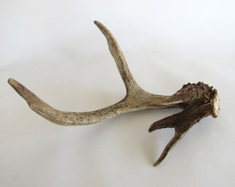 Natural Shed Antler Weird Odd Buck Unbleached White Tail Deer Ivory Upcycle Found Object Woodland Rustic Forest CrazyCoolStuff Bones