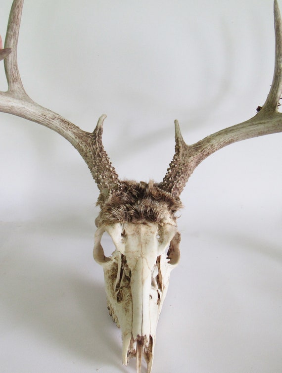駿*か様 蝦夷鹿hunting trophy（deer skull）2025 駿*か様 蝦夷鹿hunting trophy（deer skull）2025 駿*か様 蝦夷